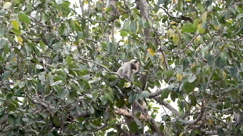 Black face monkey eating Stock Footage 241477104