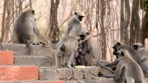 Black face monkey fighting for food Stock Footage 241477129