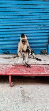 Black face monkey sitting out of the closed shop Stock Photos
