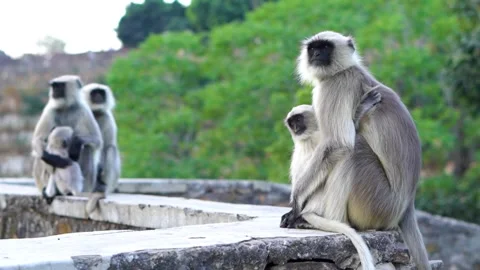 Black face monkey sitting on wall Stock Footage 241477274