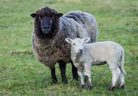 Black Face Sheep Stock Photos