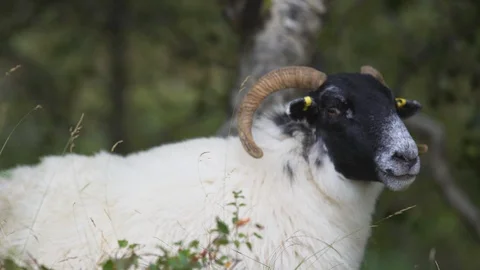 Black face sheep standing in the forest Stock Footage 107576245