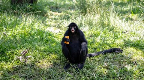 Black-faced Black Spider Monkey Stock Photos