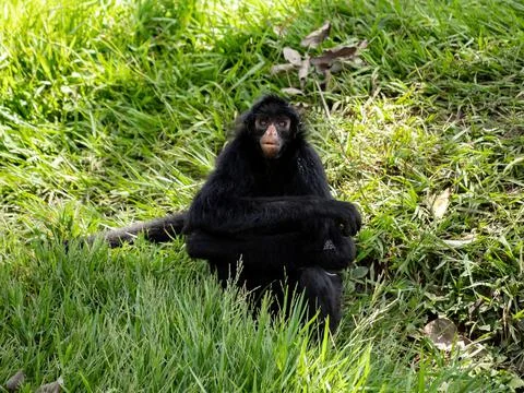 Black-faced Black Spider Monkey Stock Photos