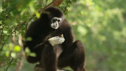 Black Faced Gibbons Monkey Grooming Cleaning Fur Stock Footage 321624790