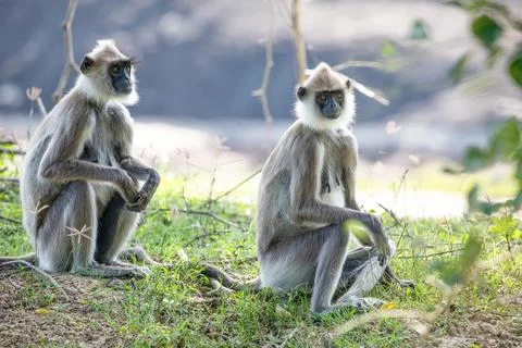 Black faced grey langur monkey in Yala National Park, Sri Lanka Stock Photos