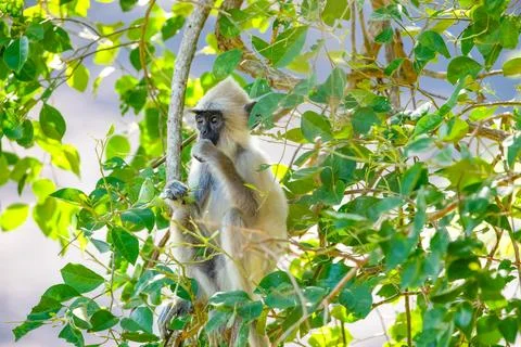 Black faced grey langur monkey in Yala National Park Stock Photos