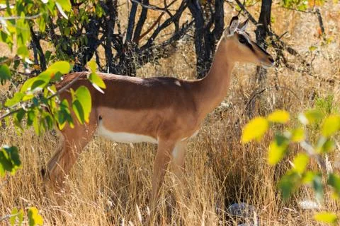 Black-faced impala between grass and trees namibia. endangered specie africa. Stock Photos