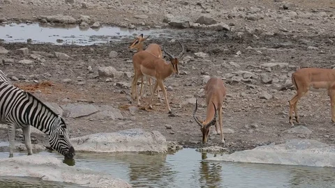 Black faced Impala drinking at a water hole in Etosha National Park, Namibia Stock Footage 106335179