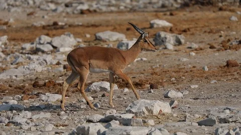 Black faced Impala running walking through dry landscape of Etosha National Park Stock Footage 106336493