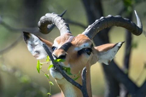 Black Faced Impala when eating, Black Faced Impala (Aepyceros), Etosha National Stock Photos