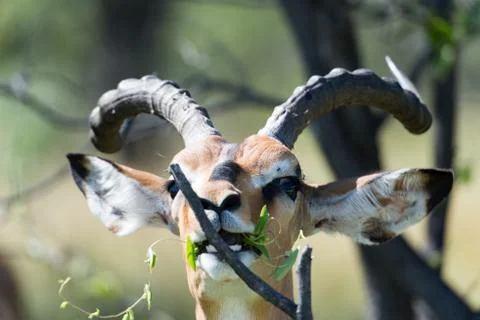 Black Faced Impala when eating, Black Faced Impala (Aepyceros), Etosha National Stock Photos