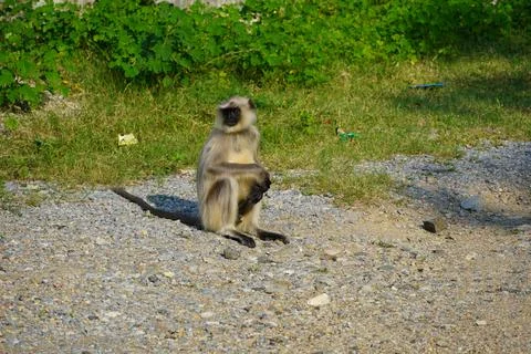 Black faced langur monkey sitting on roadside. Monkey is sitting and watching Stock Photos