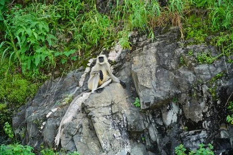Black faced langur monkey sitting on roadside rocky wall. Monkey is sitting a Stock Photos