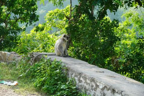 Black faced langur monkey sitting on roadside wall. Monkey is sitting and wat Stock Photos