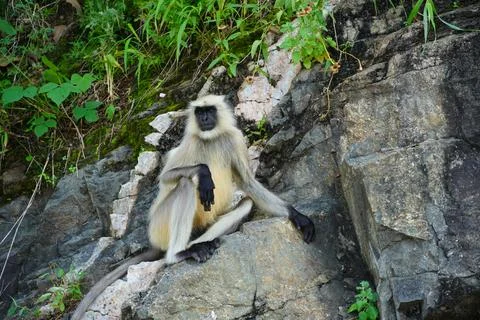 Black faced langur monkey sitting on roadside rocky wall. Monkey is sitting a Stock Photos