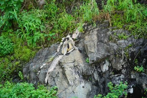 Black faced langur monkey sitting on roadside rocky wall. Monkey is sitting a Stock Photos