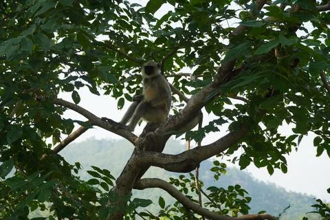 Black faced langur monkey sitting on a tree. Stock Photos