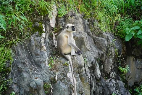Black faced langur monkey sitting on roadside rocky wall. Monkey is sitting a 스톡 사진