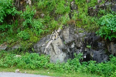 Black faced langur monkey sitting on roadside rocky wall. Monkey is sitting a Stockfoto's