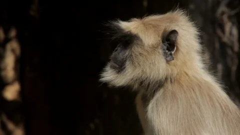 Black faced Macaque or Hanuman Langur at Sariska India Video stock 86312859