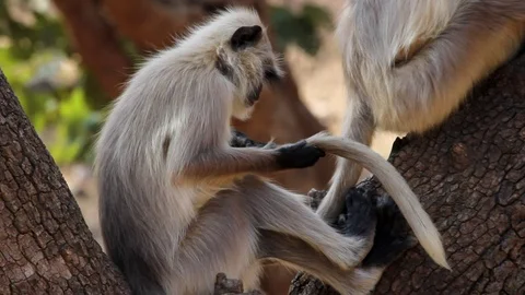 Black Faced Macaque or Hanuman Langur Sitting at a Tree Video stock 86475974