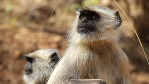 Black Faced Macaque or Hanuman Langur at Sariska Inda Video stock 86628167