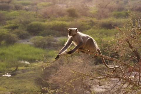 Black faced monkey, Bandar or langur Mostly To be found in western Rajastha.. Stock Photos