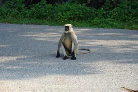 Black faced monkey sitting on gray road background. Monkey is sitting in the  Stock Photos