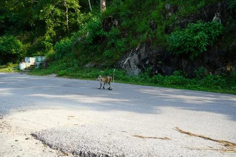 Black faced monkey walking on gray road background. Monkey is walking in the  Stock-Fotos
