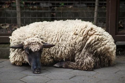 Black-faced sheep lying on the ground in a farm enclosure Stock Photos