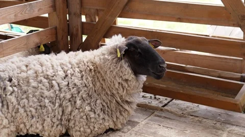Black-faced sheep lying inside sunlit wooden barn stall with yellow ear tag Stock Footage 344875234