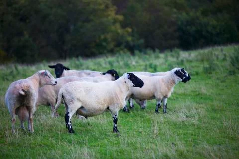 Black faced sheep  Stock Photos