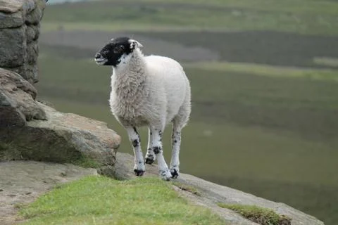 Black Faced Sheep. Stock Photos