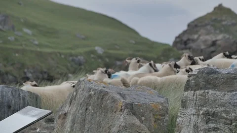 Black-Faced Sheep Running across a Rocky Hill in Scotland Time Lapse 스톡 동영상 97376533