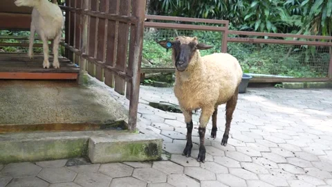 A black-faced sheep stands on a hexagonal paving-block floor. Stock Footage 345561940