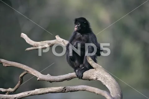 Black-faced spider monkey, Ateles chamek Stock Photos