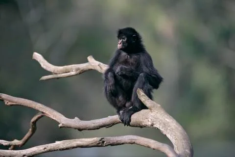 Black-faced spider monkey, Ateles chamek Stock Photos
