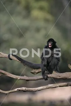 Black-faced spider monkey, Ateles chamek Stock Photos