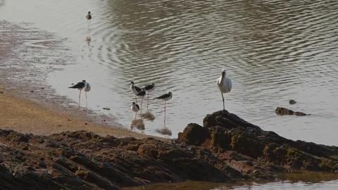 Black-faced Spoonbill and Black-winged Stilts Resting on Shoreline. Видео 333611588