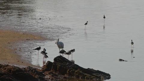 Black-faced Spoonbill and Black-winged Stilts Resting on Shoreline. 스톡 동영상 333611615