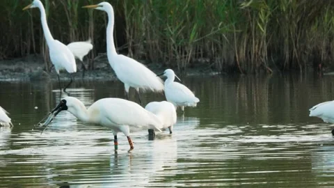 The black-faced spoonbill is devouring the fish. The fish fell into the water. Stock Footage 172588630