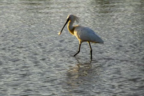Black-faced spoonbill during sunset foraging for food in the wetlands. Stock Photos