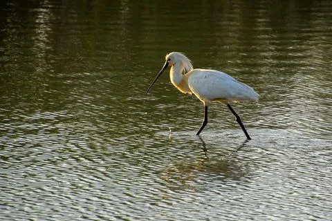 Black-faced spoonbill during sunset foraging for food in the wetlands. Stock Photos