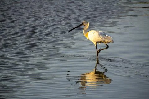Black-faced spoonbill during sunset foraging for food in the wetlands. Stock Photos