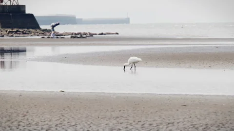 Black faced spoonbill feeding at low tide one Vidéo 334029160