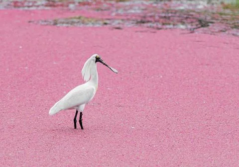 Black faced spoonbill Stock Photos