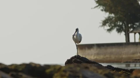 A Black-faced Spoonbill Resting on Rocks. Видео 333611553