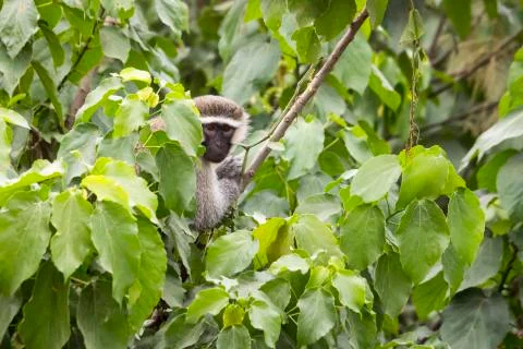 Black faced vervet monkey in leafy tree, Uganda Stock Photos