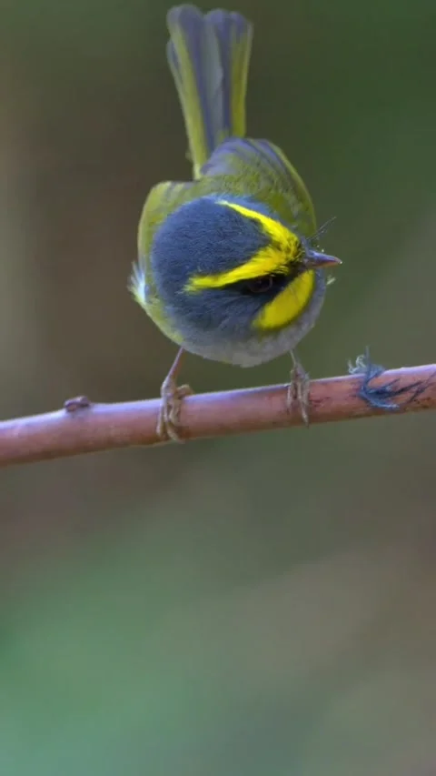 Black faced warbler closeup Stock Footage 335662034